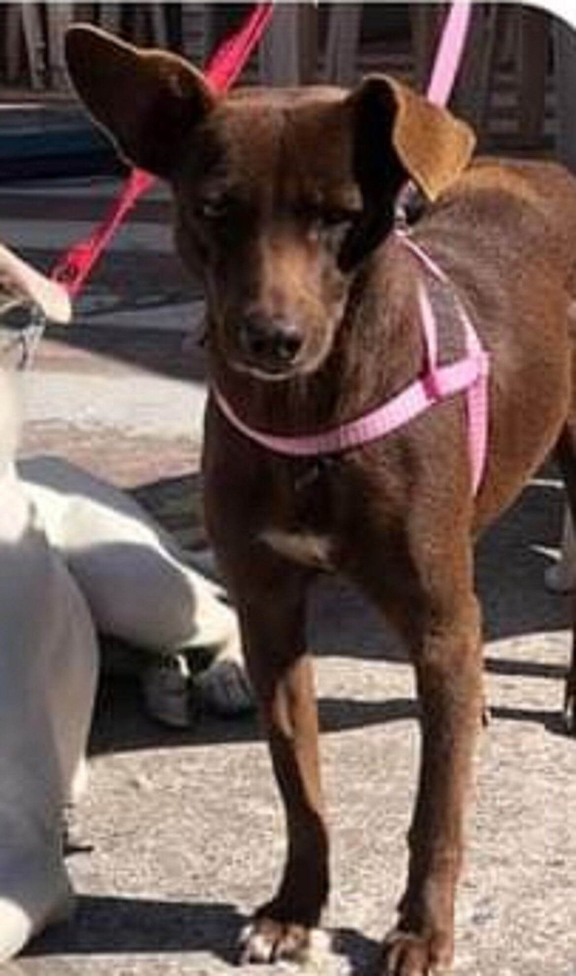 vizinho-mata-cadela-com-chute-e-afirma-que-‘quis-matar-por-nao-gostar-de-cachorros’-em-mg