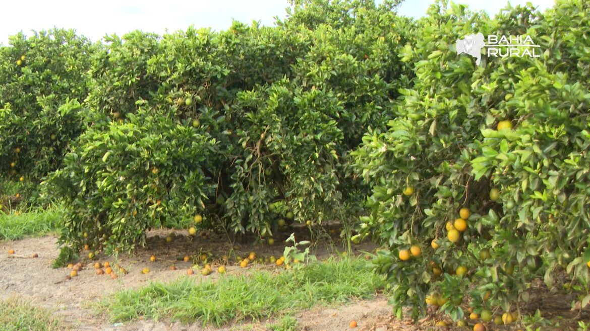 videos-do-g1-bahia-e-tv-bahia-–-domingo,-17-de-agosto-de-2025