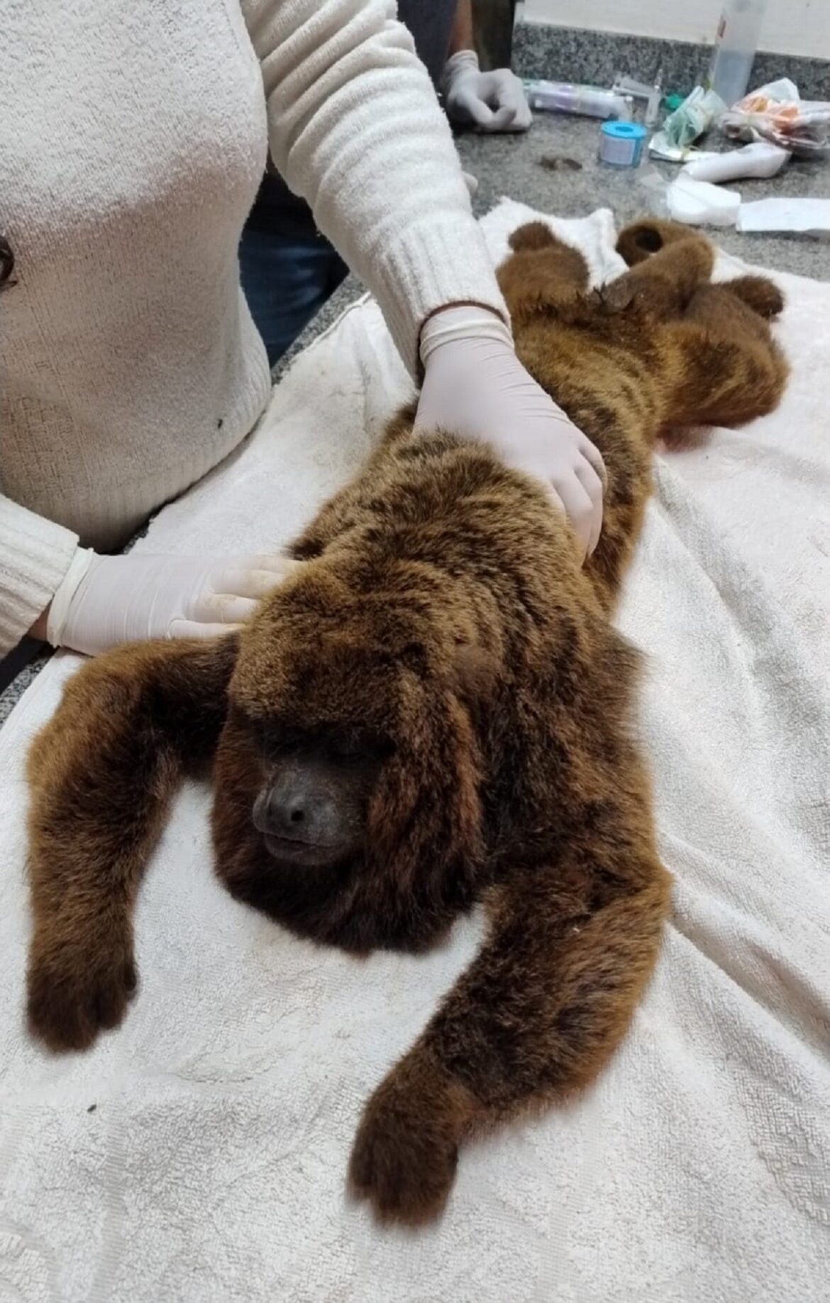 macaco-bugio-e-resgatado-apos-levar-choque-eletrico-e-cair-de-altura-de-sete-metros-em-juiz-de-fora