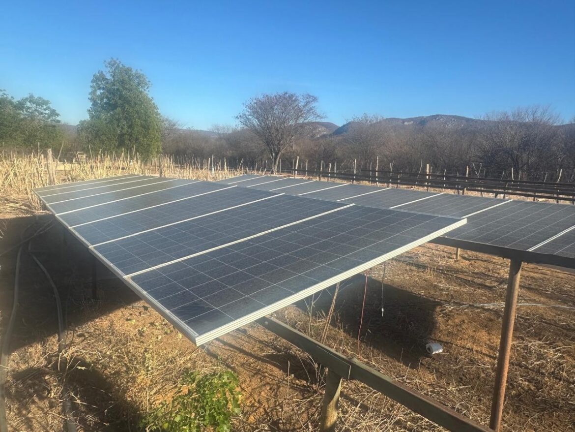 plantacao-de-maconha-com-sistema-de-energia-solar-e-destruida-pela-policia-na-bahia