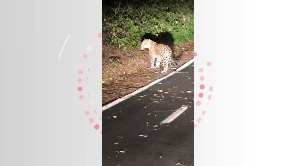video:-onca-pintada-e-filmada-descansando-em-ciclovia-do-parque-nacional-do-iguacu