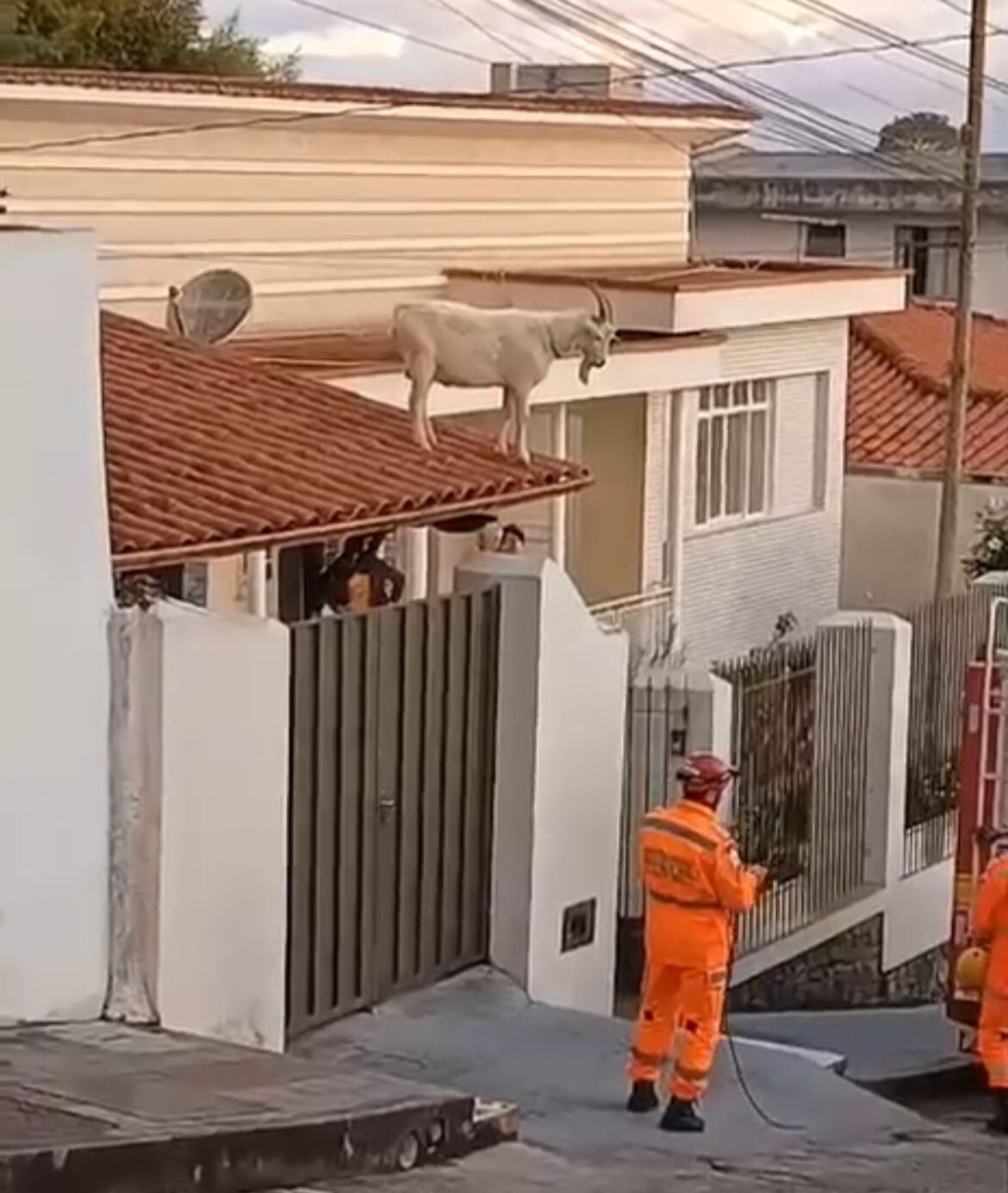 video:-bode-sobe-em-telhado-de-casa-e-e-resgatado-pelos-bombeiros-em-mg