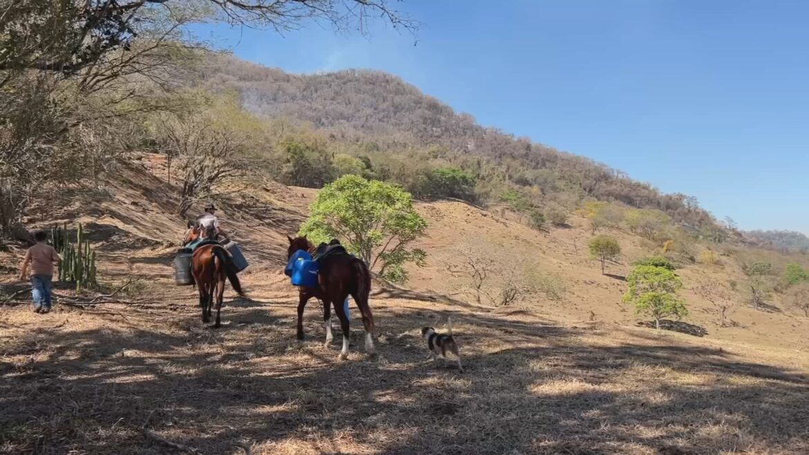 incendio-no-morro-de-bofete-ja-dura-dois-dias-e-animais-sao-usados-para-levar-agua-a-brigadistas incendio-no-morro-de-bofete-ja-dura-dois-dias-e-animais-sao-usados-para-levar-agua-a-brigadistas