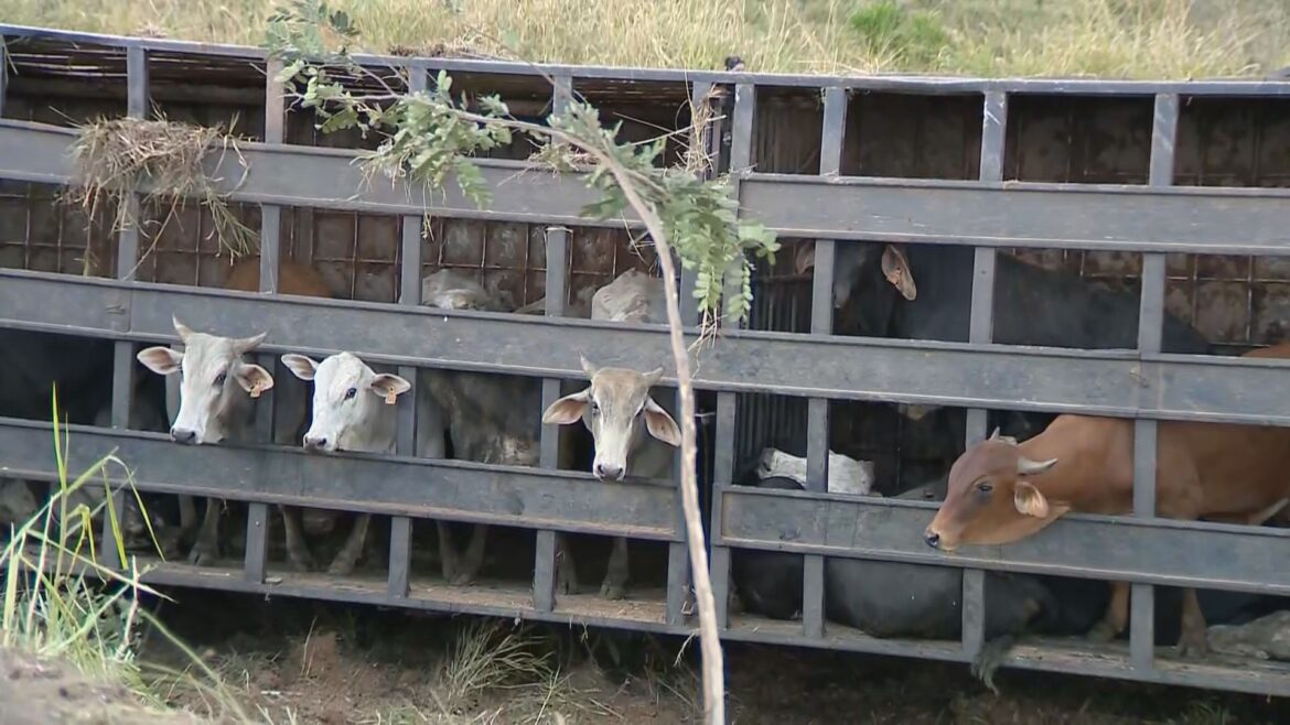 carreta-com-mais-de-50-bois-tomba-na-br-040,-em-juiz-de-fora carreta-com-mais-de-50-bois-tomba-na-br-040,-em-juiz-de-fora