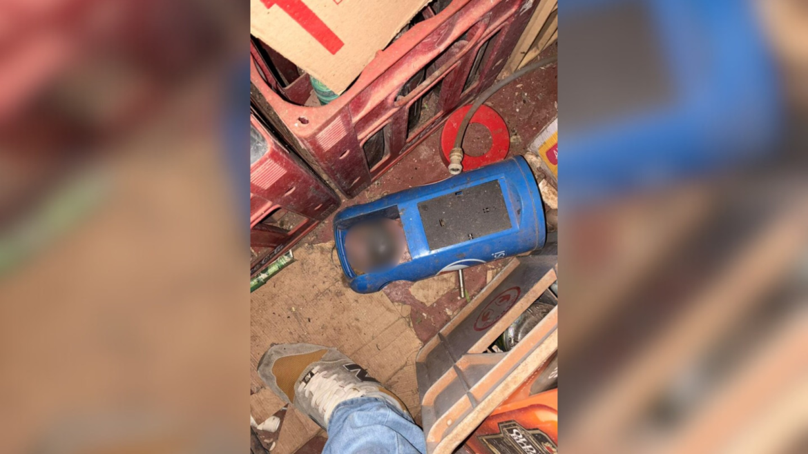 cachorro-com-sinais-de-maus-tratos-foi-encontrado-em-bar-interditado-por-bebidas-vencidas,-ratos-e-condicoes-precarias cachorro-com-sinais-de-maus-tratos-foi-encontrado-em-bar-interditado-por-bebidas-vencidas,-ratos-e-condicoes-precarias