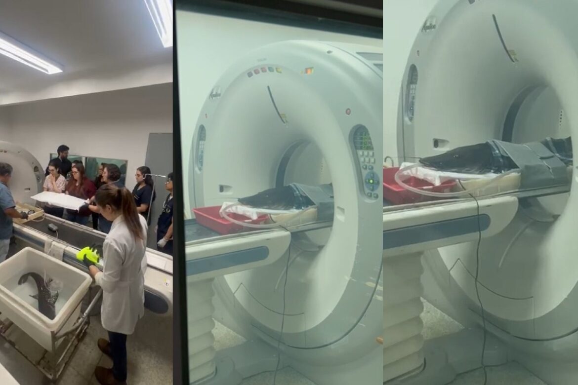 peixe-doente-intriga-biologos-e-passa-por-exame-inedito-na-ufms;-video