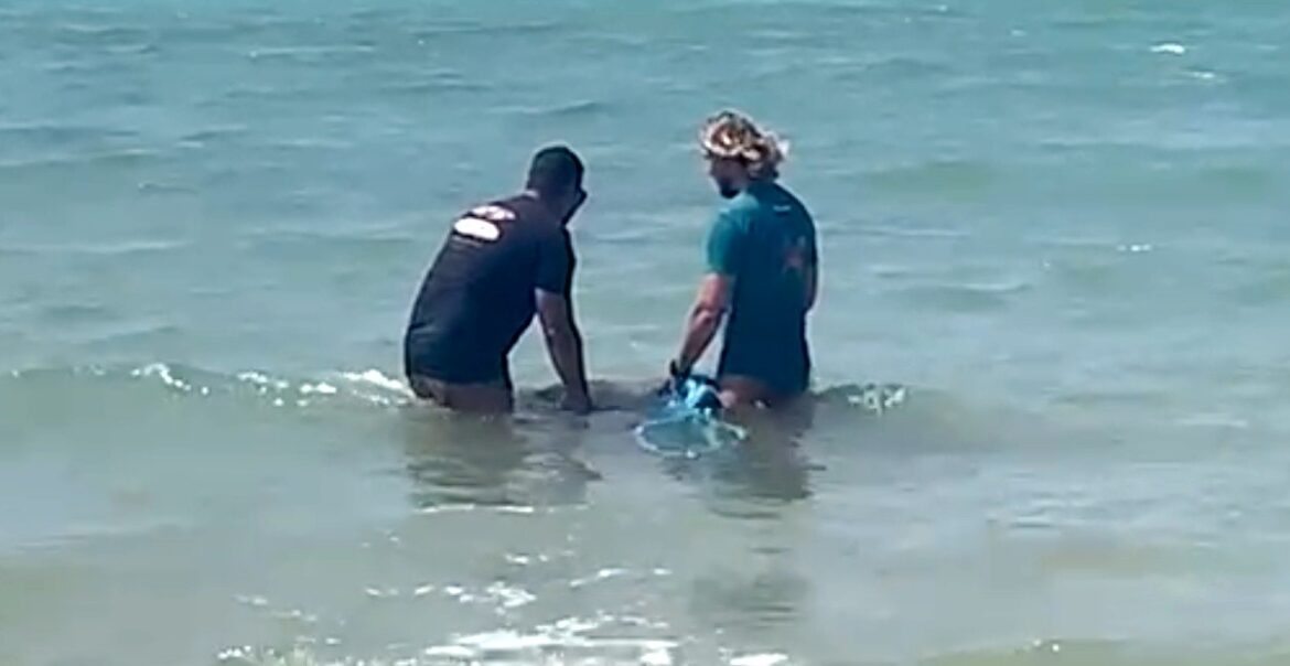 voluntarios-salvam-tartaruga-presa-em-cabo-de-embarcacao-em-fernando-de-noronha;-video