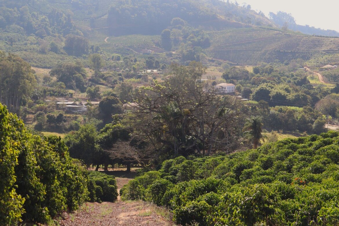 detector-de-metais-identifica-possivel-corrente-da-escravidao-dentro-de-arvore-centenaria-em-mg