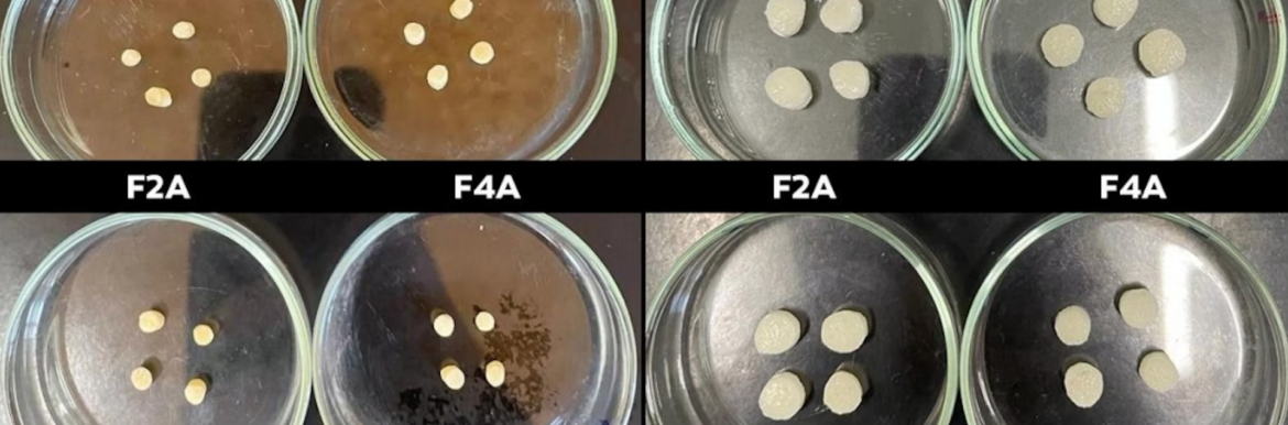 agua-solida:-hidrogeis-podem-ajudar-a-agricultura-e-o-reflorestamento-a-resistirem-a-seca