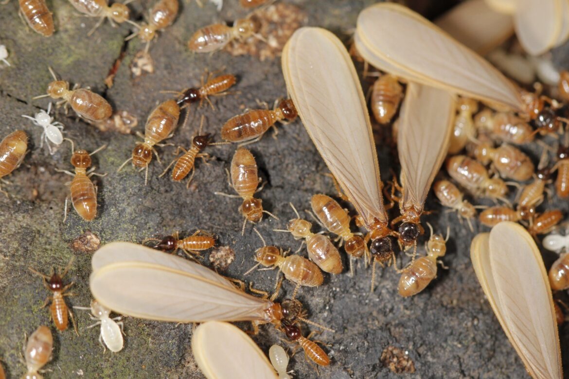 cupins-alados:-entenda-por-que-eles-surgem-no-fim-da-tarde-e-inicio-da-noite-nesta-epoca-do-ano