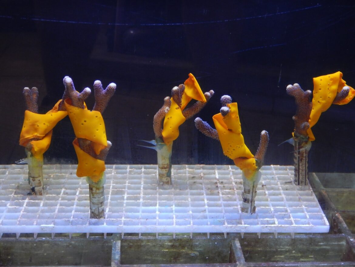 da-para-salvar-os-recifes-de-coral-do-branqueamento?-quais-solucoes-estao-em-teste?