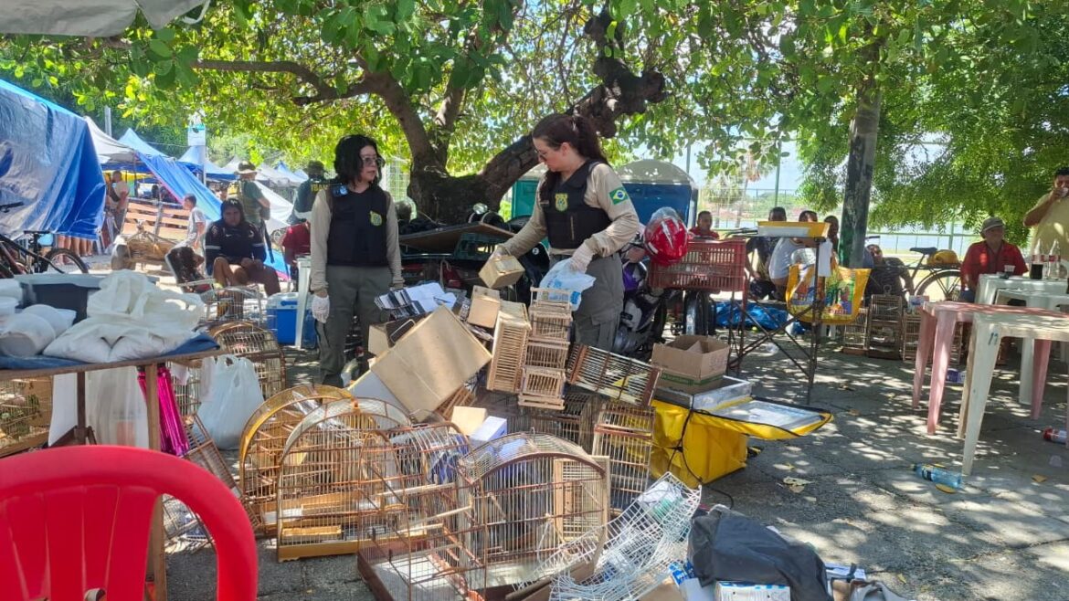 como-a-feira-da-parangaba,-simbolo-de-fortaleza,-se-tornou-ponto-de-comercio-ilegal-de-animais