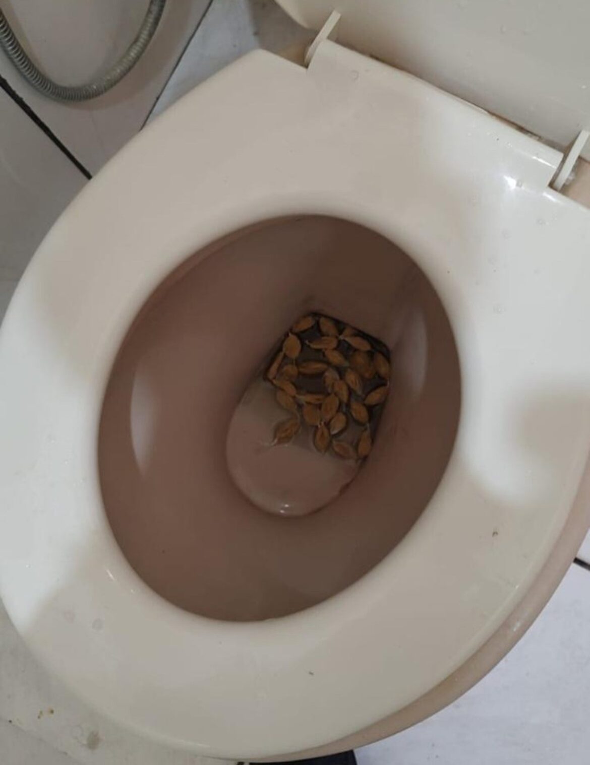 casal-tenta-esconder-cocaina-no-vaso-sanitario-e-acaba-preso