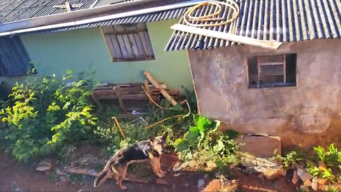 dois-caes-sao-resgatados-e-um-e-encontrado-morto-apos-serem-abandonados-sem-comida-e-agua-no-pr