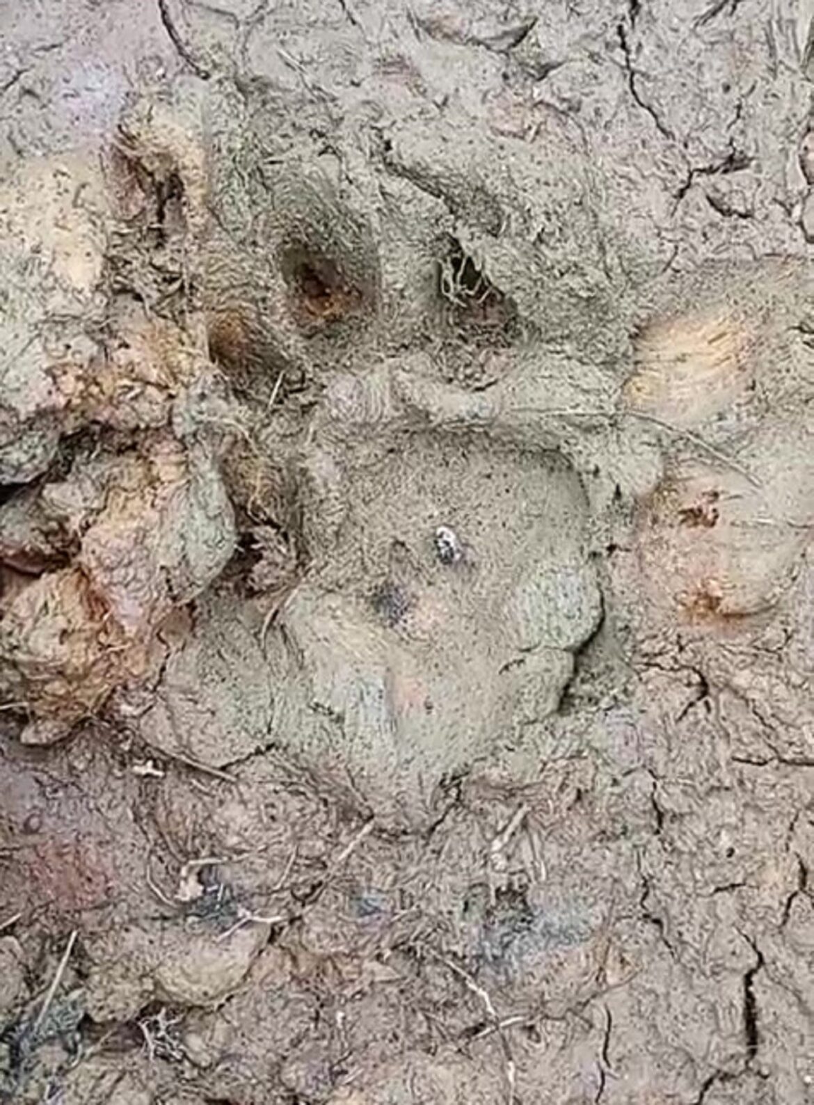 prefeituras-de-tres-cidades-de-mg-emitem-alerta-a-populacao-apos-30-animais-serem-encontrados-mortos-com-sinais-de-ataque prefeituras-de-tres-cidades-de-mg-emitem-alerta-a-populacao-apos-30-animais-serem-encontrados-mortos-com-sinais-de-ataque
