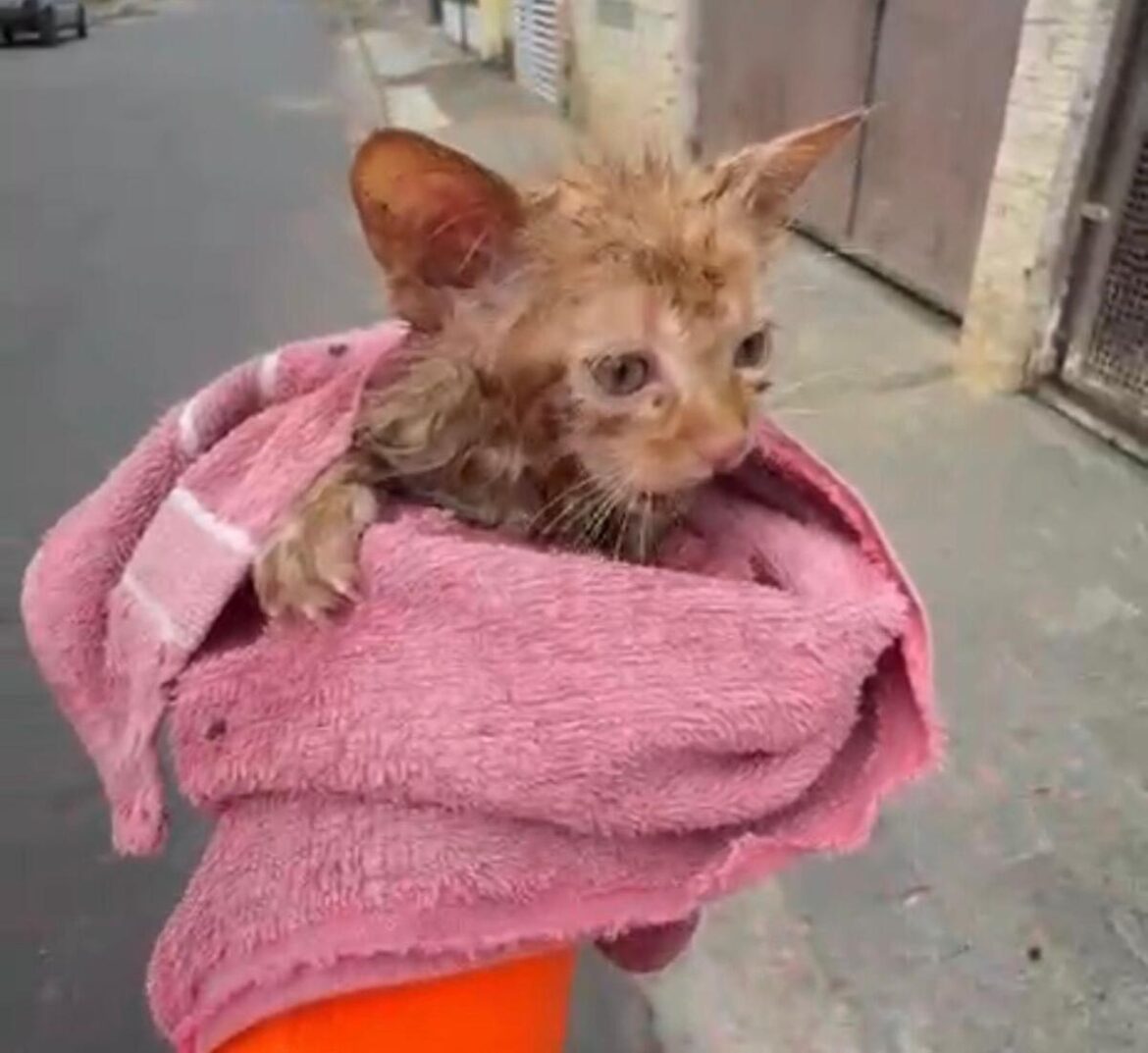 video:-gatinho-‘entra-pelo-cano’,-fica-preso-por-24-horas-e-e-resgatado-pelos-bombeiros-em-mg