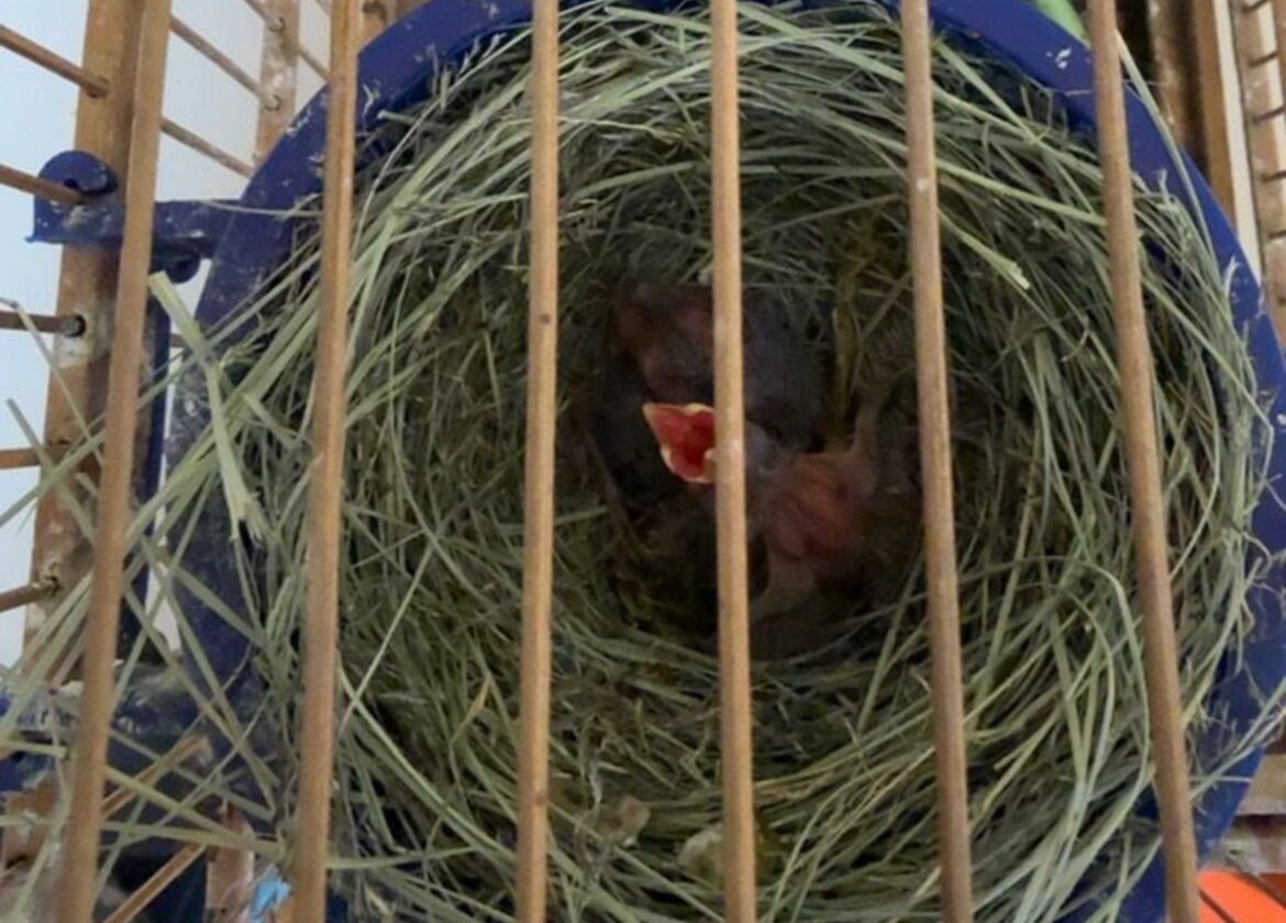 quase-50-aves-resgatadas-e-r$-66-mil-de-multa:-operacao-contra-o-trafico-de-animais-silvestres-cumpre-mandados-em-juiz-de-fora-e-outras-6-cidades quase-50-aves-resgatadas-e-r$-66-mil-de-multa:-operacao-contra-o-trafico-de-animais-silvestres-cumpre-mandados-em-juiz-de-fora-e-outras-6-cidades