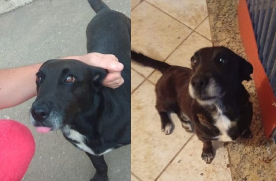 homem-e-preso-suspeito-de-esfaquear-cachorro-e-ordenar-ataque-de-pitbull-em-mg