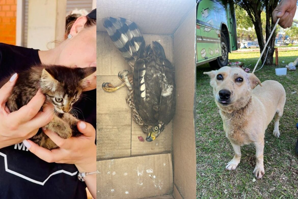 cerca-de-20-animais-morreram-e-outros-50-foram-encontrados-perdidos-e-feridos-em-cidade-do-pr-destruida-por-tornado,-diz-projeto