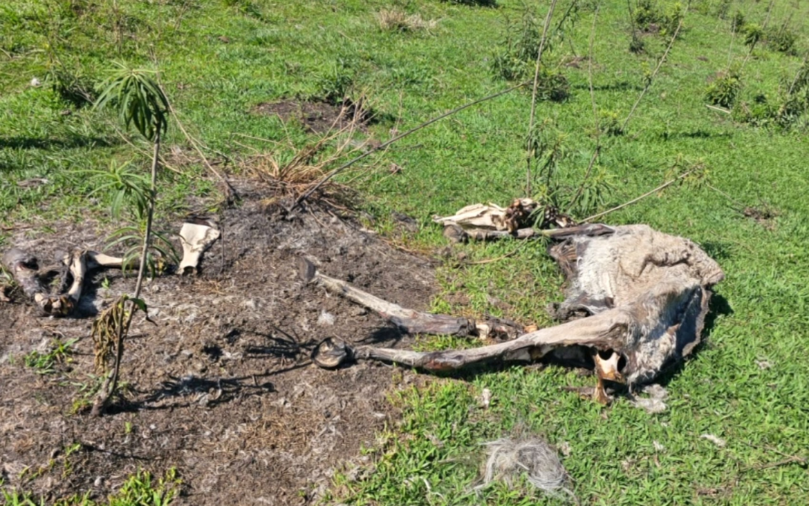 moradores-denunciam-suposto-‘cemiterio-de-animais’-em-santa-rita-do-sapucai;-caso-e-investigado