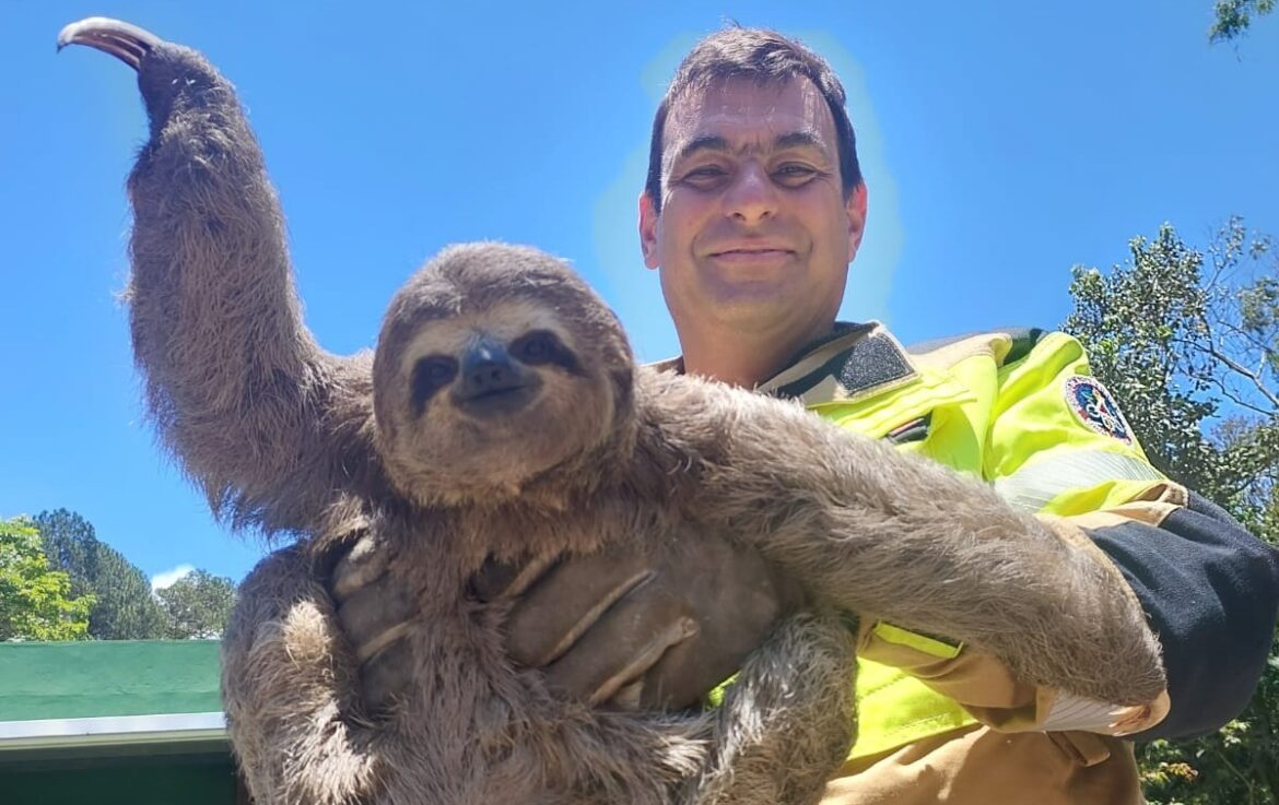 bicho-preguica-com-risco-de-ser-atropelado-e-resgatado-as-margens-da-br-040,-em-juiz-de-fora