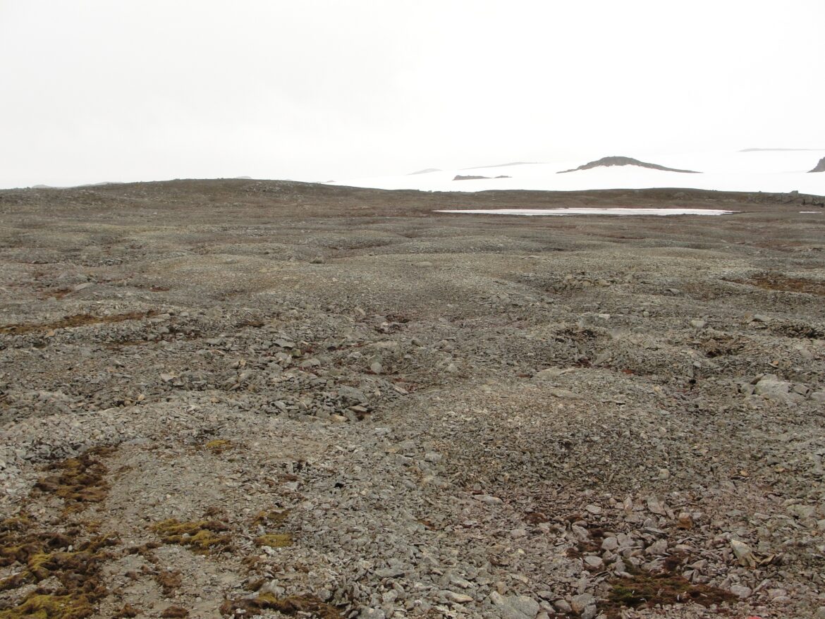 estudo-aponta-avanco-da-vegetacao-e-do-degelo-na-antartica;-cientista-alerta-para-efeitos-no-brasil