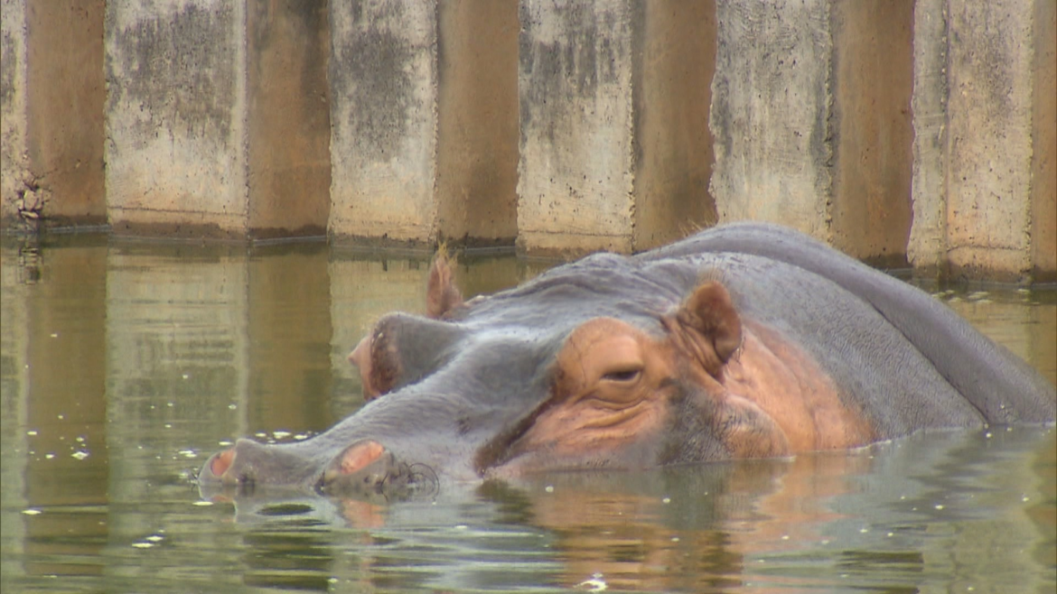 zoo-de-brasilia,-68-anos:-local-foi-inaugurado-antes-da-capital,-como-opcao-de-lazer-para-os-operarios