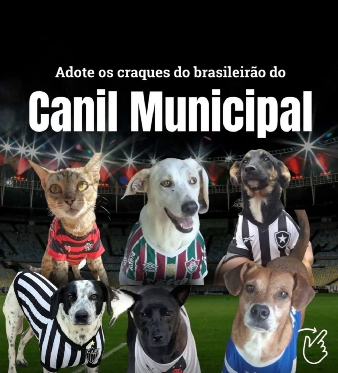 vitoria-roque,-neymar,-canobbia-e-arrasgaeta:-animais-ganham-nomes-de-jogadores-em-campanha-de-adocao-em-mg