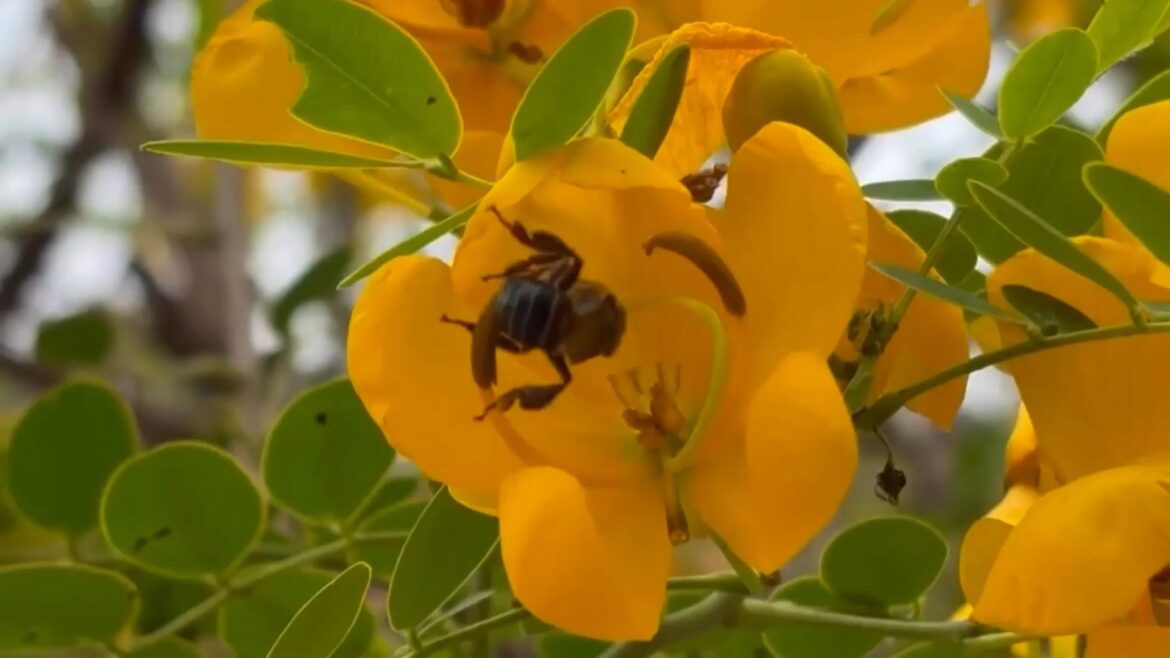 urucu-capixaba:-conheca-especie-de-abelha-sem-ferrao-que-so-aparece-no-es-e-corre-risco-de-extincao