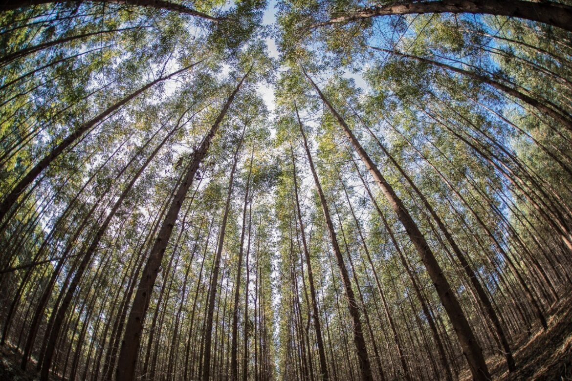 justica-determina-indenizacao-de-r$-25-mil-a-trabalhador-que-fraturou-15-costelas-apos-ser-atingido-por-arvore