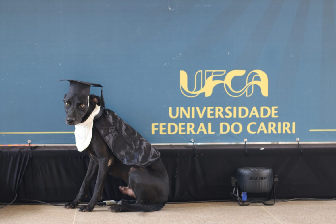 caes-‘colam-grau’-e-viram-atracao-em-cerimonia-da-universidade-federal-do-cariri