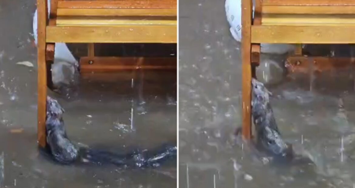 e-#fato:-video-mostra-rato-se-segurando-em-cadeira-de-bar-durante-temporal-em-juiz-de-fora