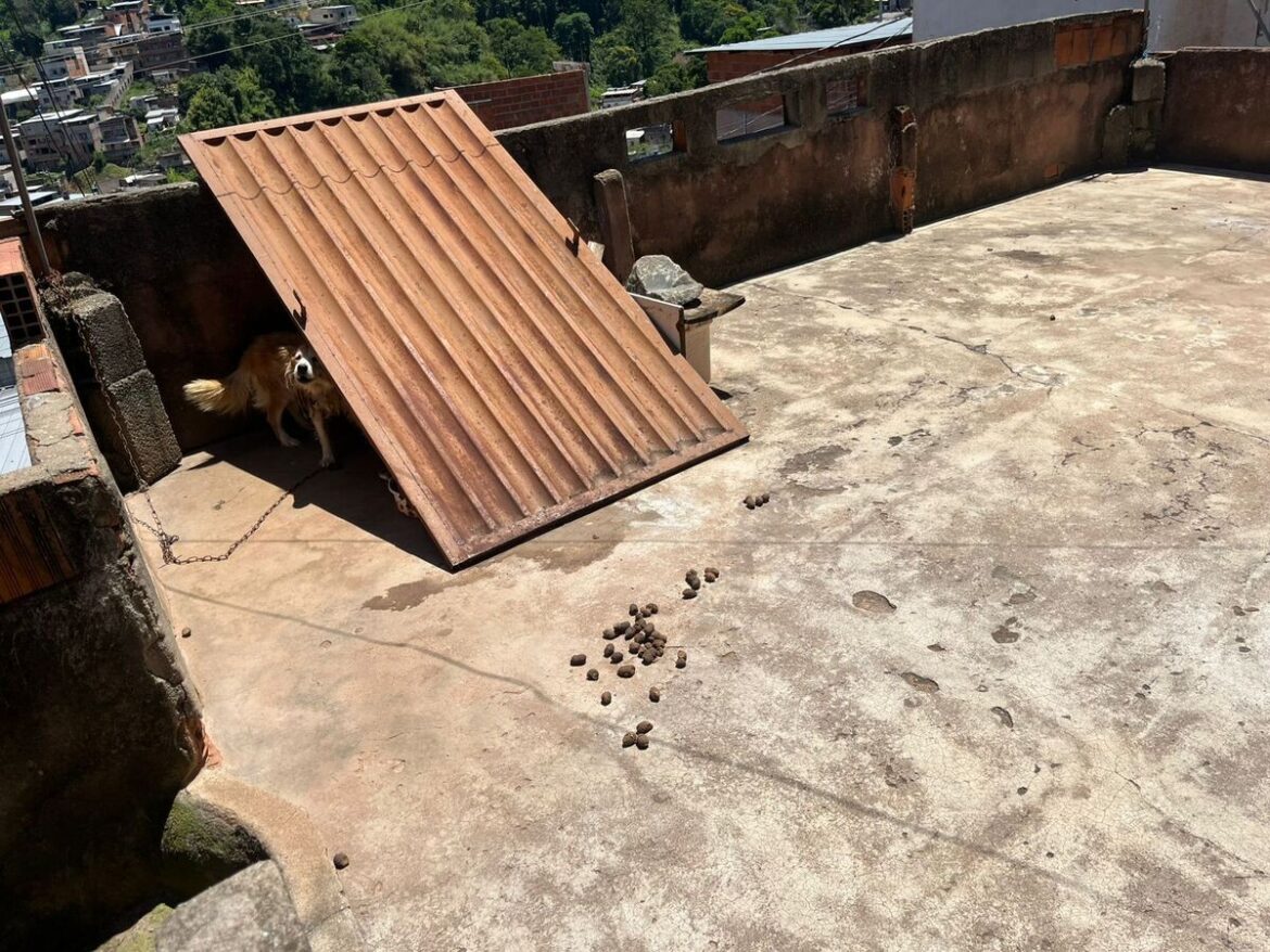 cachorro-e-resgatado-acorrentado-em-laje-durante-onda-de-calor-em-juiz-de-fora