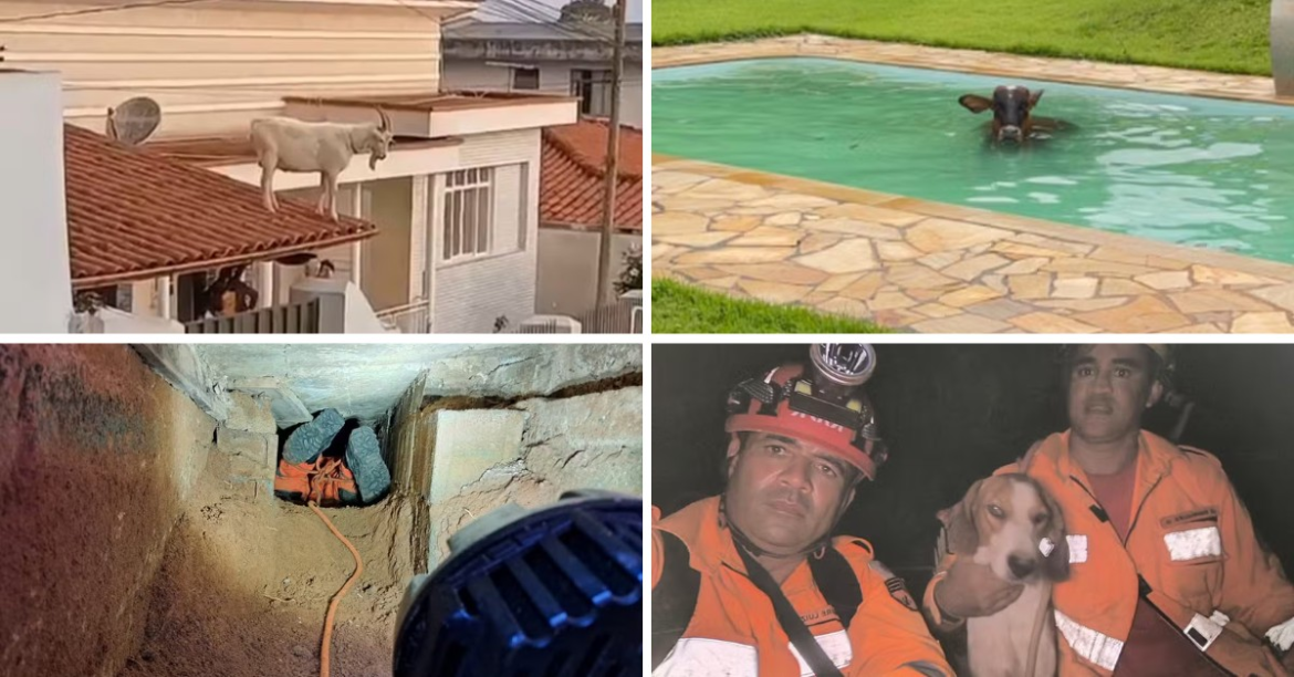 vaca-na-piscina,-bode-em-telhado-e-cadelinha-no-alto-de-pedreira-por-17-dias:-relembre-ocorrencias-inusitadas-com-animais-em-2025