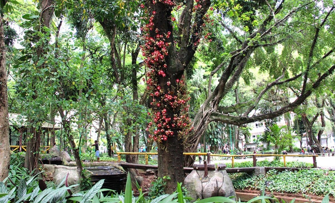 parque-halfeld-e-calcadao:-conheca-os-dois-cartoes-postais-do-centro-de-juiz-de-fora