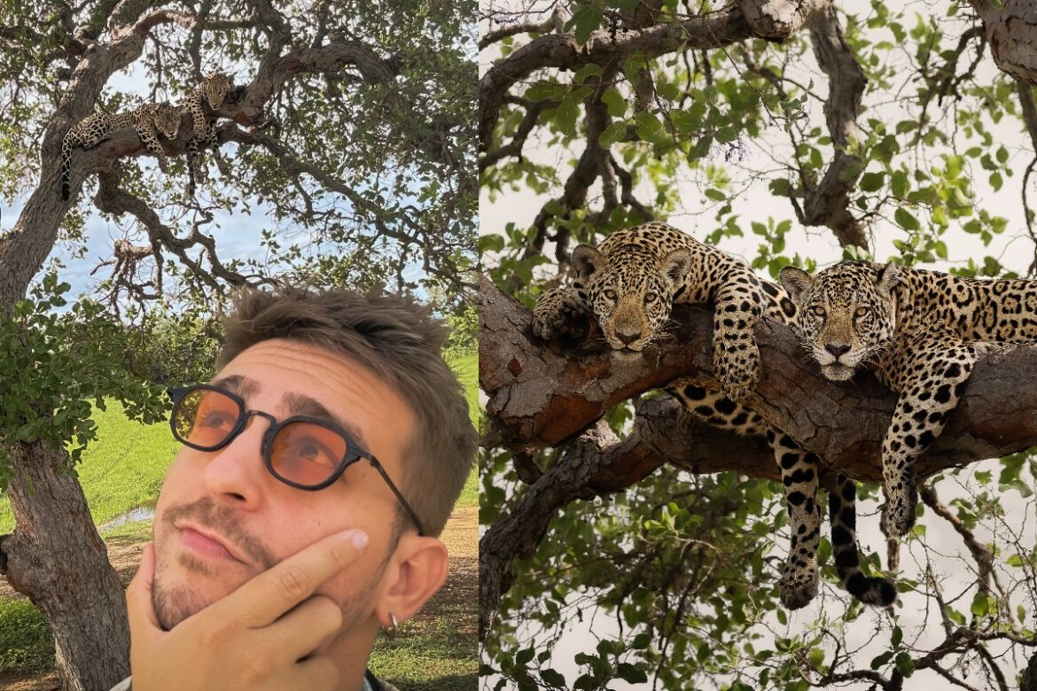 ao-olhar-para-cima,-biologo-encontra-onca-pintada-e-filhote-no-alto-de-arvore-no-pantanal