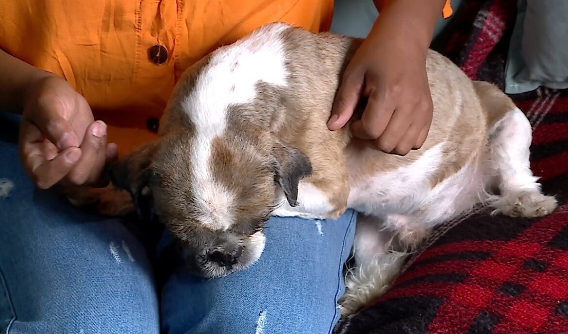 cachorro-tem-cornea-perfurada-ao-fugir-de-casa-por-causa-do-barulho-dos-fogos-durante-reveillon