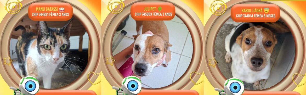 karol-caoka,-julipet-e-manu-gatassi:-canil-batiza-animais-inspirado-em-participantes-iconicos-do-bbb-para-promover-adocao-em-juiz-de-fora