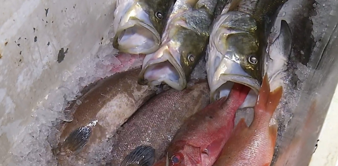 suspeita-de-ciguatera-e-investigada-apos-cerca-de-30-casos-de-intoxicacao-alimentar-em-touros