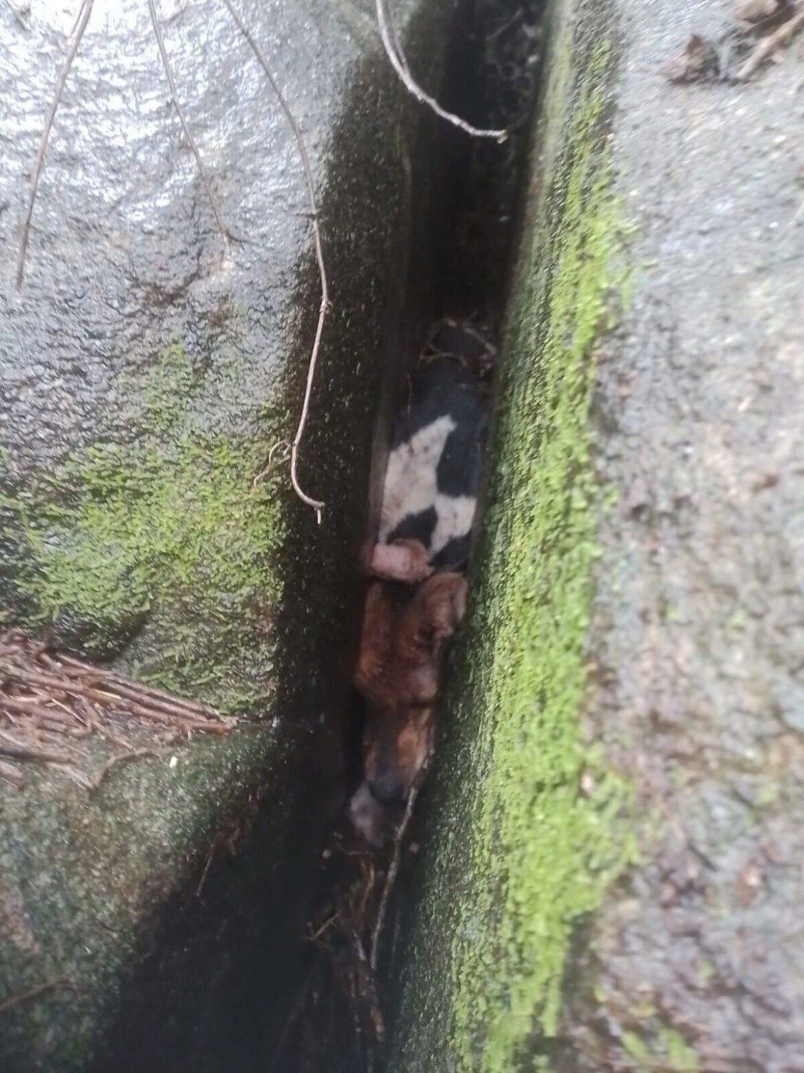 cadela-e-salva-pelos-bombeiros-apos-ficar-presa-de-cabeca-para-baixo-em-pedreira-de-mg