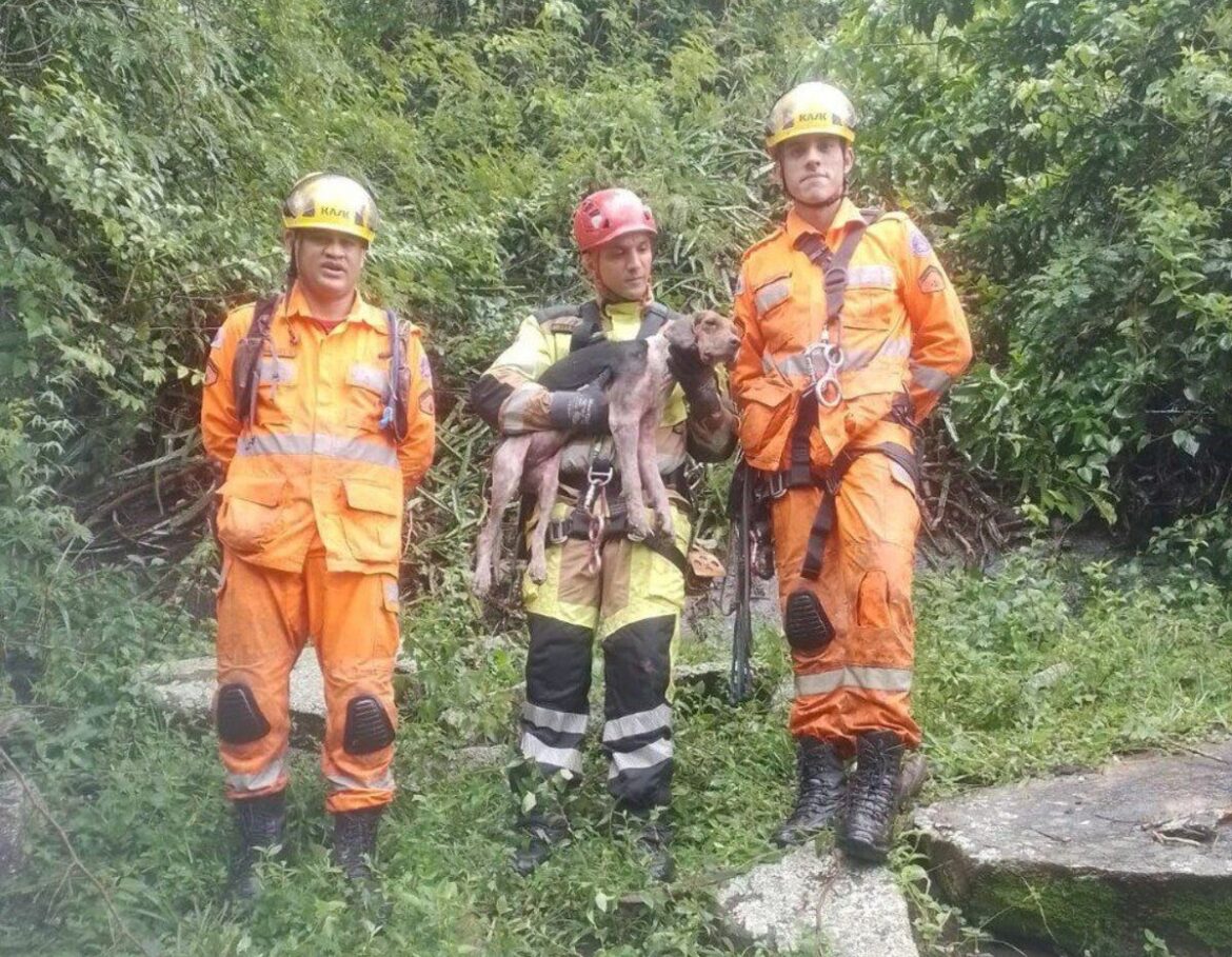 morre-cadela-salva-apos-ficar-presa-de-cabeca-para-baixo-em-pedreira-de-mg