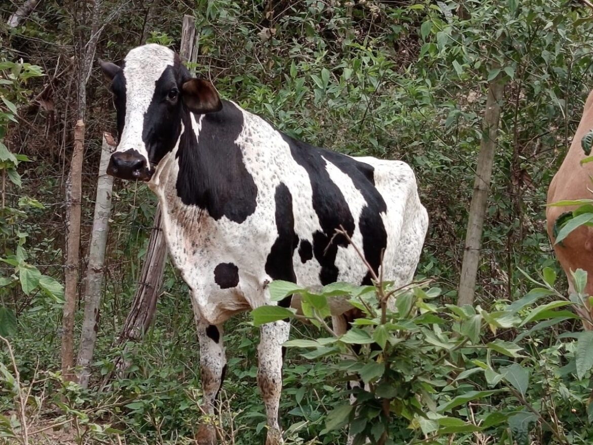 mais-de-150-cabecas-de-gado-e-700-municoes-sao-apreendidas-durante-operacao-‘boi-na-linha’