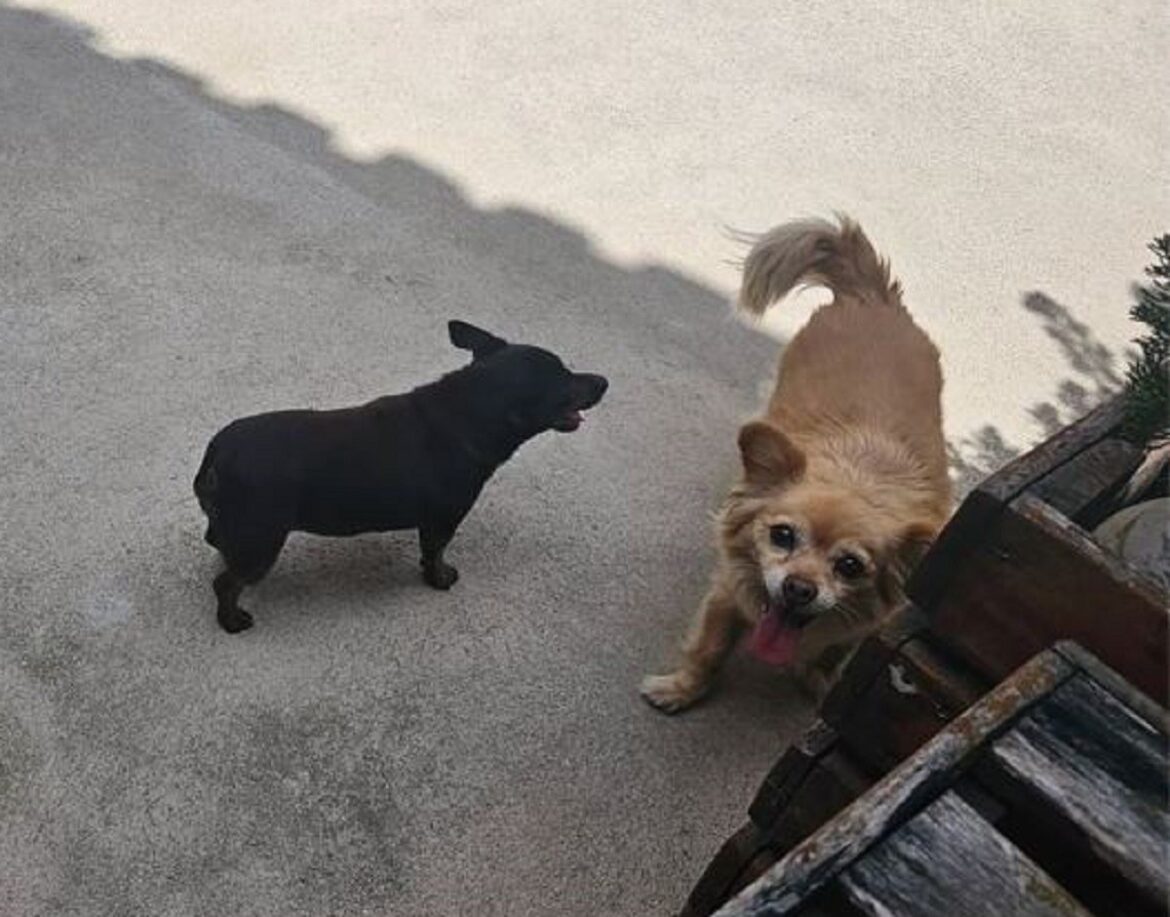 duas-cadelas-sao-devolvidas-mortas-ao-tutor-apos-serem-levadas-por-pet-shop-para-banho-e-tosa-em-mg