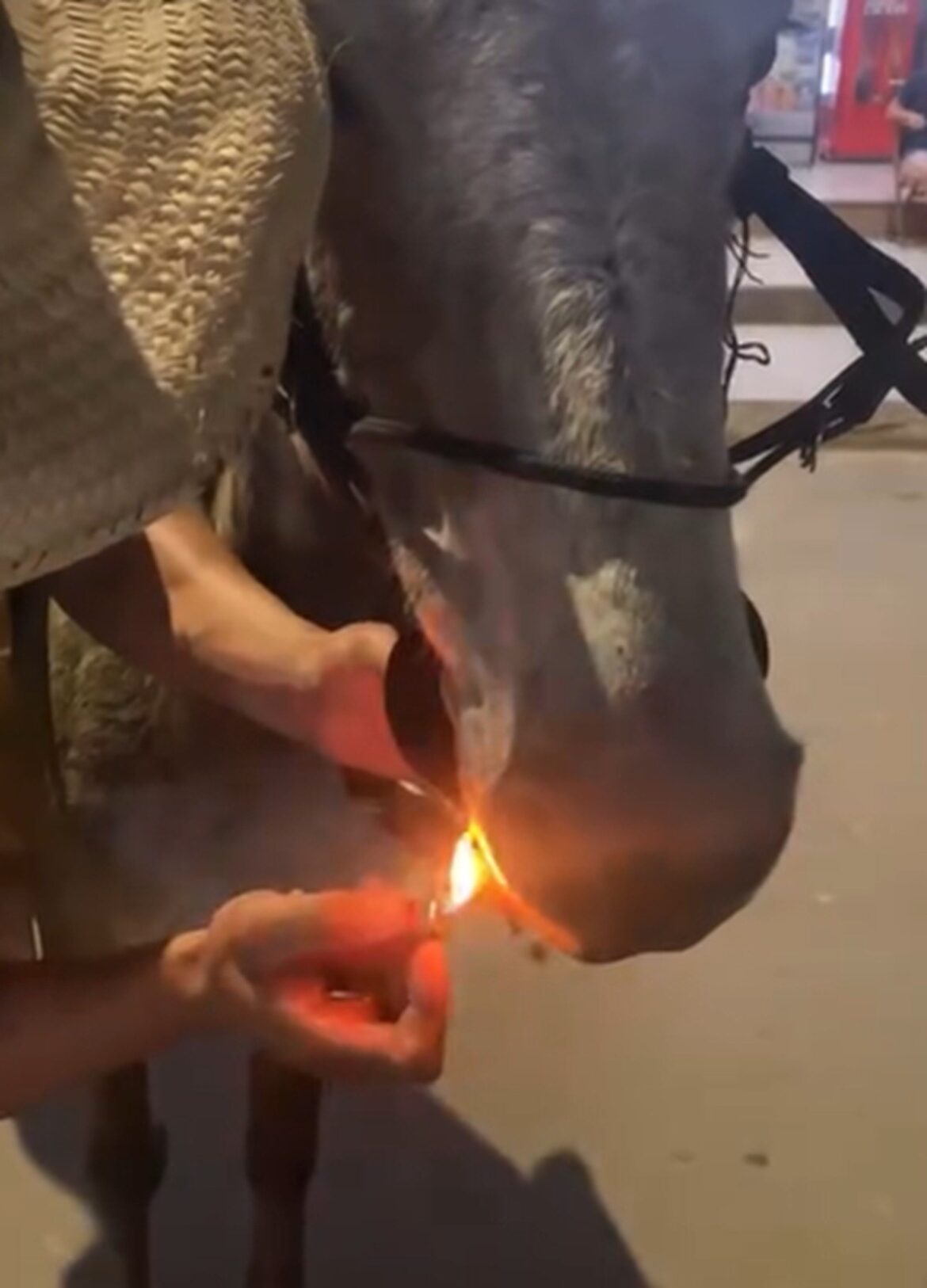 video:-homem-obriga-mula-a-‘fumar’-cigarro-e-grava-maus-tratos-em-mg