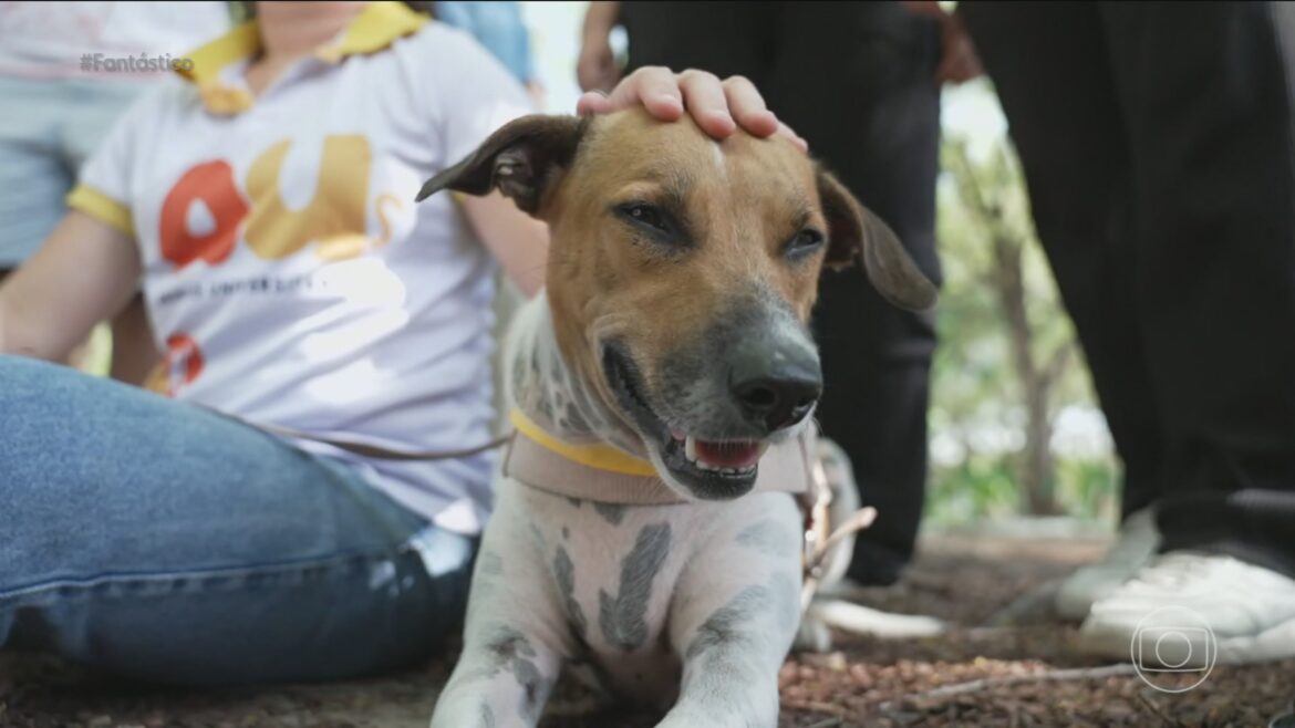 maus-tratos-a-animais:-lei-brasileira-permite-medidas-alternativas-a-prisao:-‘nunca-vao-passar-um-unico-dia-na-cadeia’,-diz-delegado