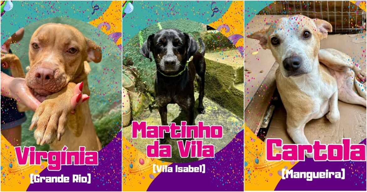 virginia,-cartola-e-martinho-da-vila:-canil-batiza-animais-com-nomes-de-estrelas-do-carnaval-para-campanha-de-adocao-em-mg
