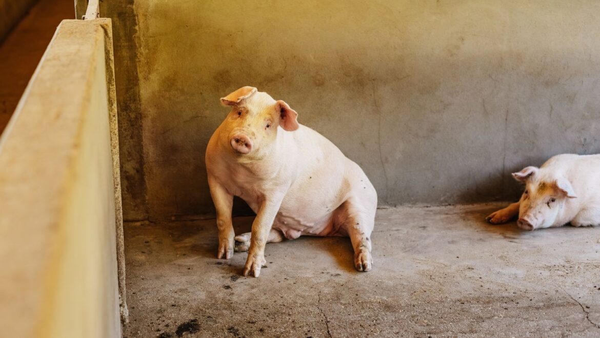 robo-com-ia-alimenta-animais-e-melhora-resultados-em-granjas