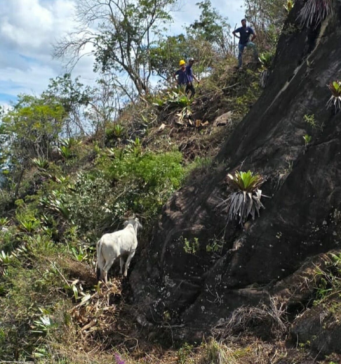 novilha-e-resgatada-apos-passar-15-dias-presa-no-alto-de-pedreira-em-carangola