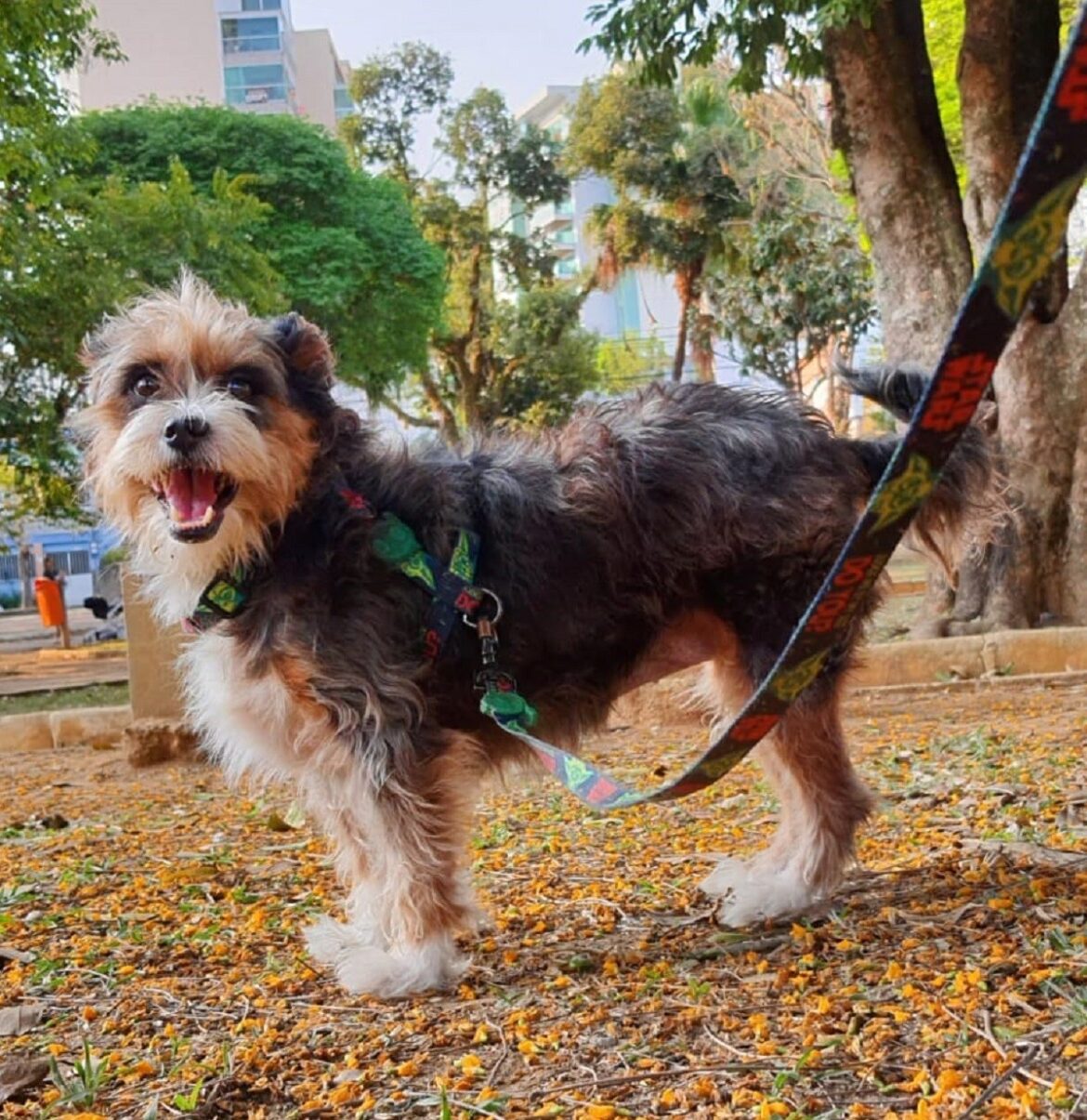 morre-cadela-atacada-por-pitbull-solto-e-sem-focinheira-no-bairro-bom-pastor,-em-juiz-de-fora
