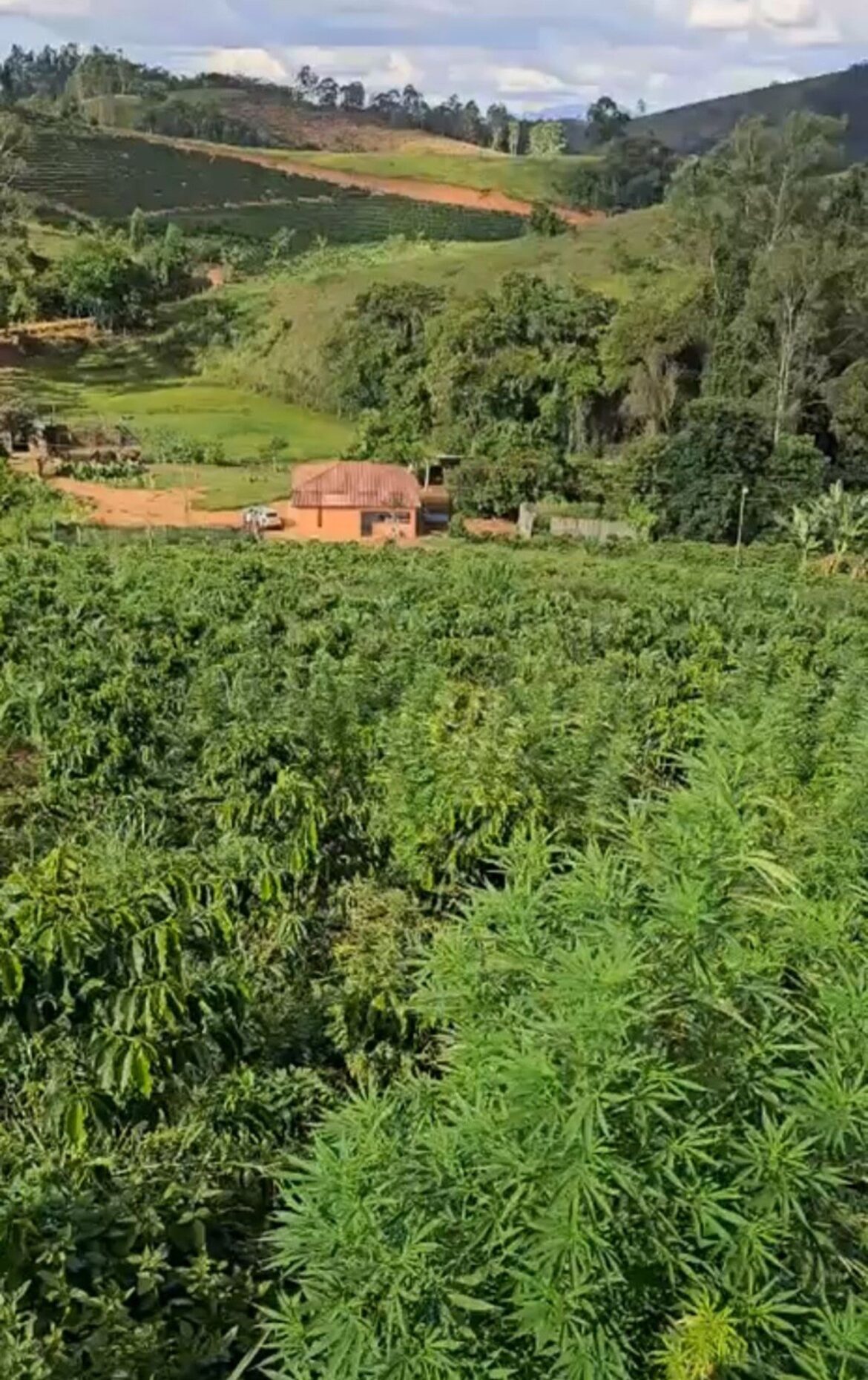 video:-plantacao-de-maconha-de-mil-metros-quadrados-e-descoberta-em-mg